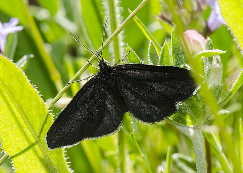 Odezia atrata - Geometridae